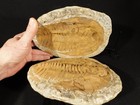 Huge  530 Million Year Old  Andalusiana Trilobite Fossil Anif Morocco 3292gr