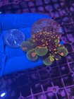 Og Godzilla Bounce Mushroom Coral Lps