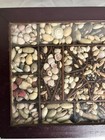 Antique Sea Shell   Seed Collection Display Box Sailors Valentine Era