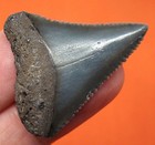 Great White Shark Tooth - 1 30 - Real Fossil - Shark Teeth - No Restorations