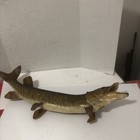 Vtg Real Fish Taxidermy 31    Tiger Musky Wall Mount  Thaddeus Lake Ontario