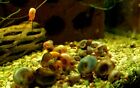 100  Small Ramshorn Snails - Pea Puffer Feeder Special - Assorted Color - Live