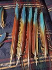 Military Macaw Feathers   rare 