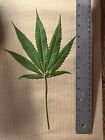 10 Large Xl Dried Pressed Hemp Leaves Thc-free Botanical Plant Art Supplies Leaf