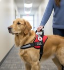 Service Dog Harness Vest Handle Removable Patches 10 Ada Cards Support Pet
