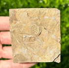 Rare Fossil Crinoid In Matrix Camptocrinus Alabamensis Alabama Bangor Limestone