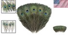 6 Pcs Real Natural Peacock Eye Feathers 10-12 Inch For Elegant Diy Crafts