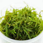 Buy2get1free Java Moss In Cup Live Aquarium Plant Freshwater For Fish Tank