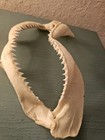 Genuine Bull Shark Jaw Specimen Taxidermy  12  Long-very Good