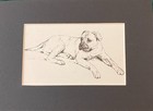 Mastiff  resting  - Matted   Framed   Ready To Gift - 1963 Vintage Dog Print