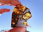 16 88 Gram  Fukang Pallasite Meteorite Slice - Huge Translucent Olivine Crystals