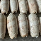 150 Olivella Olive Shells 1 5 -2  Natural Glossy Seashells Crafts Decor Jewelry