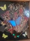 Vtg 3d Framed Real Butterfly Dried Floral  Collection Shadow Box  Blue Morpho