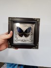 Real Butterfly In Shadow Box Framed Insect Gothic  Dark Academia Decor
