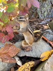 New Taxidermy   Real Eastern Chipmunk Mount  Squirrel Taxidermy  Nature  Gift  