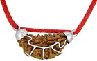 1 Mukhi Rudraksha Natural Certified Original Nepali Big Bead For Men   Women Spi