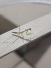 Live Chinese Praying Mantis 