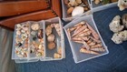 Huge Coral   Seashell Collection