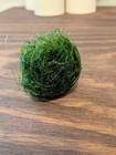 Freshwater Java Moss   Easy Aquatic Plant   Great For Shrimp fry   Free Shipping