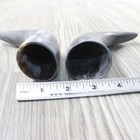 2 Small Raw Unfinished Cow Horns  2154    Natural Colored