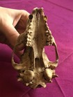Raccoon Skull Taxidermy Real Bone Skeleton  Top Of Skull Only  Oddities Gag Goth