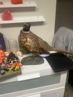 Taxidermy Animals