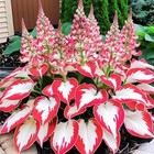 1000 Hosta Seeds Shade Plant Hardy Perennial Foliage Garden Non-gmo Heirloom Veg