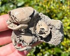 Triple Florida Fossil Crabs In Matrix Ranilia Muriceta Pliocene Crustacean Rare