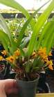Orchid  Maxillaria Variabilis  rare Miniature  