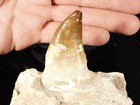 Mosasaurus Jaw Bone With A Big  Tooth Fossil Morocco 138gr