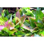 3 Stems Hygro Cherry Leaf   Live Aquarium Plants Free S h  Rare   Gorgeous   