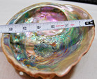 Large Red Abalone Seashell Mother Of Pearl Shell Trinket Dish Vintage 6x8 Inches