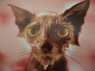 Vintage Birthday Greeting Card Photo Of Staring Chihuahua - Hallmark Comedy Club