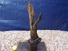 Large Driftwood Mounted On Slate 18 x05 x03  Aquarium Reptile Natural Art