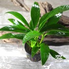 Anubias Congensis Potted Live Aquarium Plants Low Light   buy 1 Get 1 At 50  Off