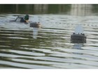 Mojo Flock A Flicker 2 Motion Duck Decoy 4pk