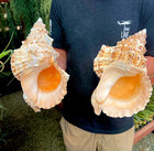 Large Natural Frog Shell Conch Large Seashell Rare Real Beach Home Deco 11-14 