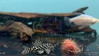 L333 Pleco Live  size 3 - 4cm  King Tiger Pleco-high Quality Usa Seller