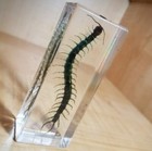 Best Quality Centipede In Resin  Oddities  Scolopendra Subspinipes Mutilans