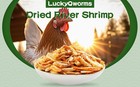 Lot Dried River Shrimp For Fish Tropicals Koi   Pond Fish Turtles Aquatic Foods