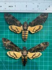 2 Real Death Head Moth Taxidermy Insect Specimen Artwork Entomology Gift