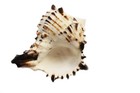 2-pack  Black Murex Shell 3-4  Coastal Arts Crafts Air Plant Holder Hermit Crab