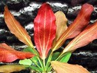 Florida Bundle 25  Stems  6 Species Live Aquarium Plants Package