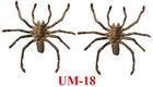 2 Real Spider Tarantula Specimen Bug Taxidermy Gallery Collection Gothic Decor
