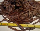 140 1 Lb Live Worms Fishing Bait For Bass  Trout  Catfish  Bluegill  Perch