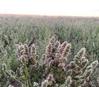 Organic Catnip Buds  1-ounce Freshly Dryed