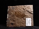 Saw-toothed Leaf Fossil  Cherry Co   Nebraska