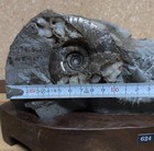 Japanese Ammonite Fossil Hokkaido Oyubari Shirakane River 1974 Crystal 7cm