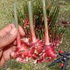 Premium Members Only  Hokka-hokka Red Ginger Powder 50g  3-pack 