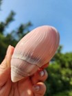 8-9cm Natural Pink Ear Conch Shell 2pcs Ocean Sea Shell Ornament